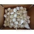 Fresh Pure White Garlic New Crop 2019